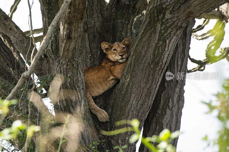 小狮子(Panthera leo)躲在树上